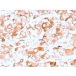 Immunohistochemistry - Anti-Prolactin Receptor Antibody [rPRLR/742] (A249742) - Antibodies.com