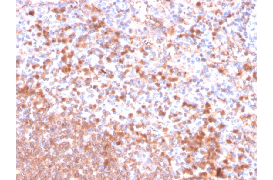 Immunohistochemistry - Anti-Resistin Antibody [RETN/4326] (A249745) - Antibodies.com