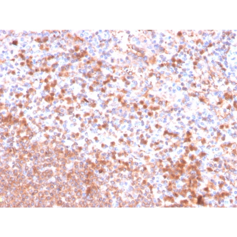 Immunohistochemistry - Anti-Resistin Antibody [RETN/4326] (A249745) - Antibodies.com