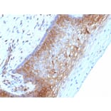 Immunohistochemistry - Anti-beta 2 Microglobulin Antibody [B2M/1118] (A249748) - Antibodies.com