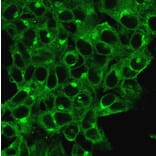Immunofluorescence - Anti-beta 2 Microglobulin Antibody [B2M/1118] (A249748) - Antibodies.com