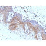 Immunohistochemistry - Anti-beta 2 Microglobulin Antibody [SPM617] (A249749) - Antibodies.com