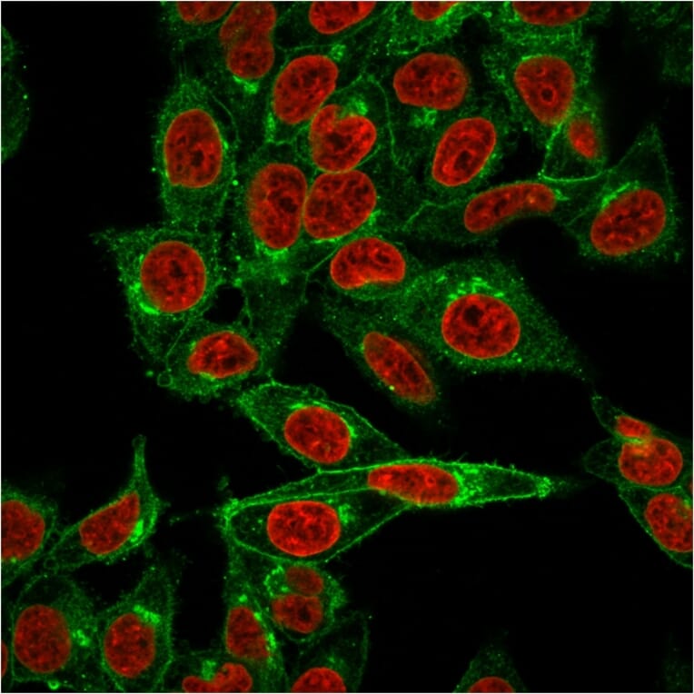 Immunofluorescence - Anti-beta 2 Microglobulin Antibody [BBM.1] (A249750) - Antibodies.com