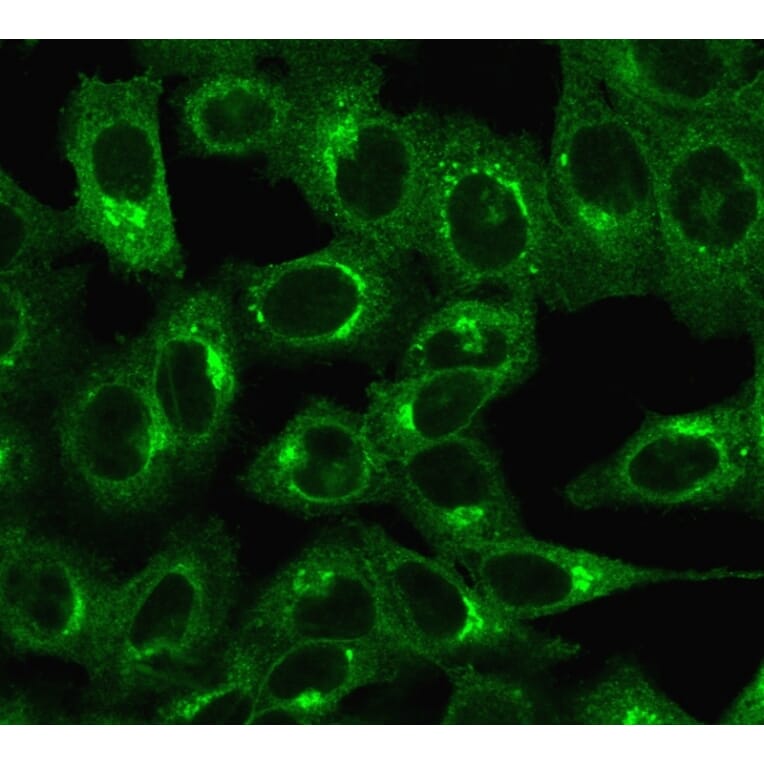 Immunofluorescence - Anti-beta 2 Microglobulin Antibody [C21.48A1] (A249751) - Antibodies.com