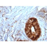 Immunohistochemistry - Anti-beta 2 Microglobulin Antibody [B2M/961] (A249752) - Antibodies.com