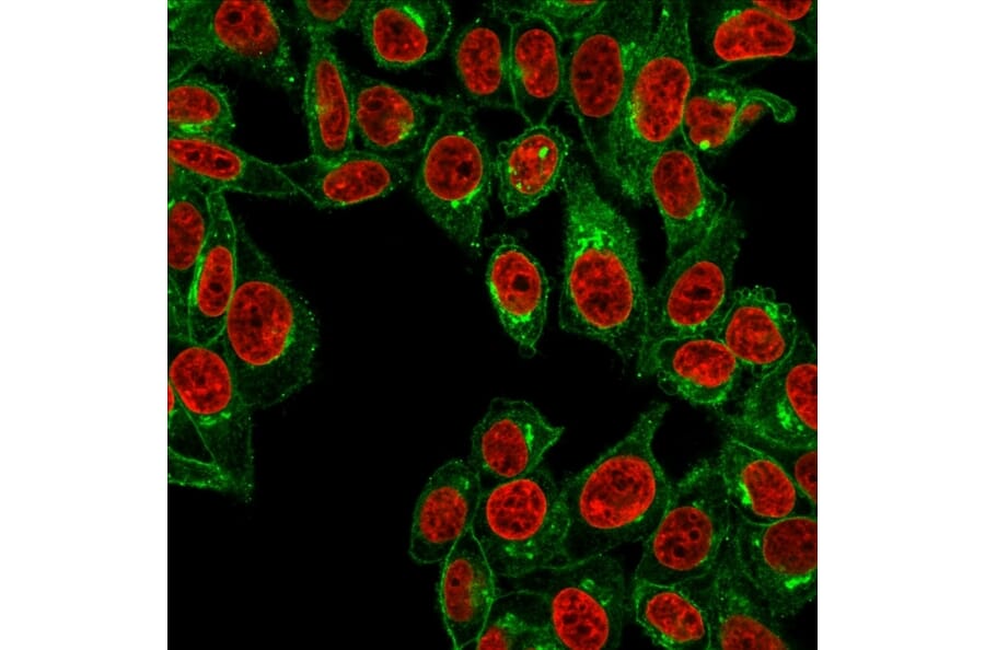 Immunofluorescence - Anti-beta 2 Microglobulin Antibody [B2M/961] (A249752) - Antibodies.com