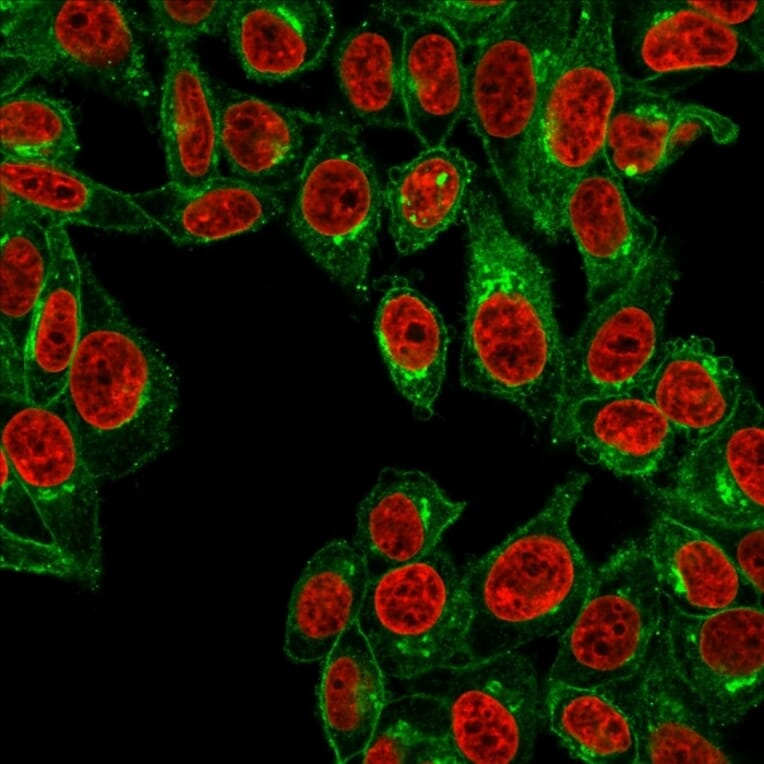 Immunofluorescence - Anti-beta 2 Microglobulin Antibody [B2M/961] (A249752) - Antibodies.com