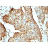 Immunohistochemistry - Anti-beta 2 Microglobulin Antibody [B2M/961] (A249752) - Antibodies.com