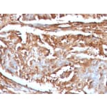 Immunohistochemistry - Anti-beta 2 Microglobulin Antibody [B2M/961] (A249752) - Antibodies.com