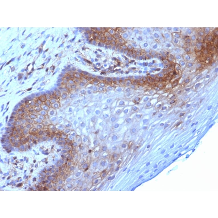 Immunohistochemistry - Anti-beta 2 Microglobulin Antibody [B2M/961] (A249752) - Antibodies.com