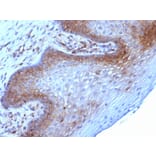 Immunohistochemistry - Anti-beta 2 Microglobulin Antibody [B2M/961] (A249752) - Antibodies.com