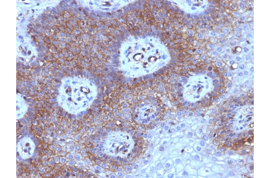 Immunohistochemistry - Anti-beta 2 Microglobulin Antibody [B2M/961] (A249752) - Antibodies.com