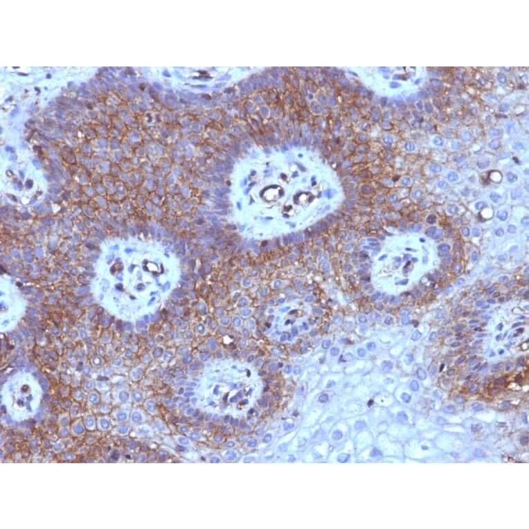 Immunohistochemistry - Anti-beta 2 Microglobulin Antibody [B2M/961] (A249752) - Antibodies.com