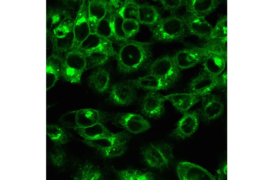 Immunofluorescence - Anti-beta 2 Microglobulin Antibody [rB2M/961] (A249753) - Antibodies.com