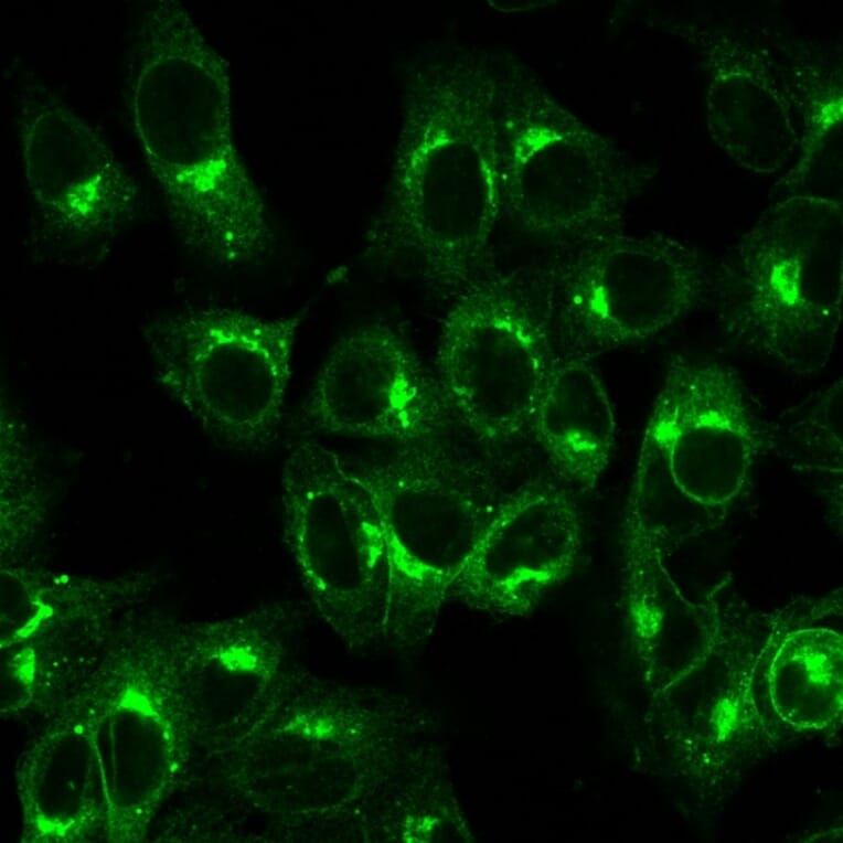 Immunofluorescence - Anti-beta 2 Microglobulin Antibody [B2M/1857R] (A249754) - Antibodies.com