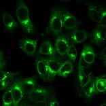 Immunofluorescence - Anti-beta 2 Microglobulin Antibody [B2M/1857R] (A249754) - Antibodies.com