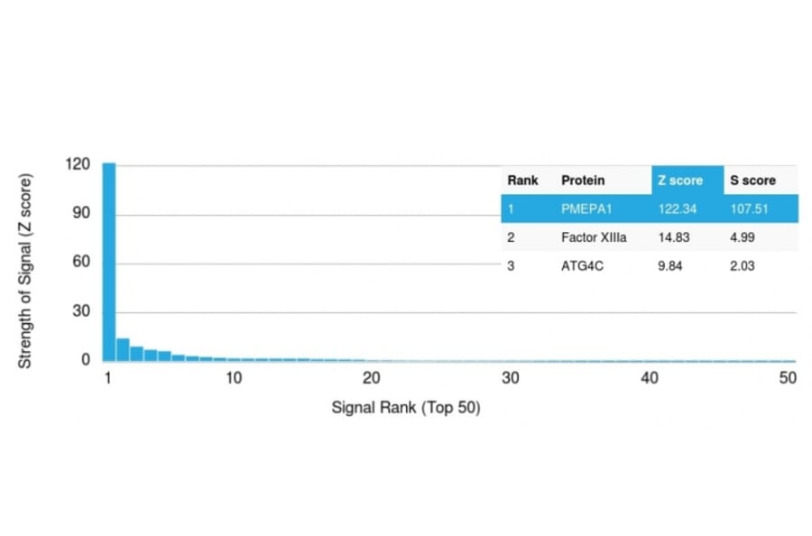 Protein Array - Anti-PMEPA1 Antibody [PMEPA1/2696] (A249755) - Antibodies.com