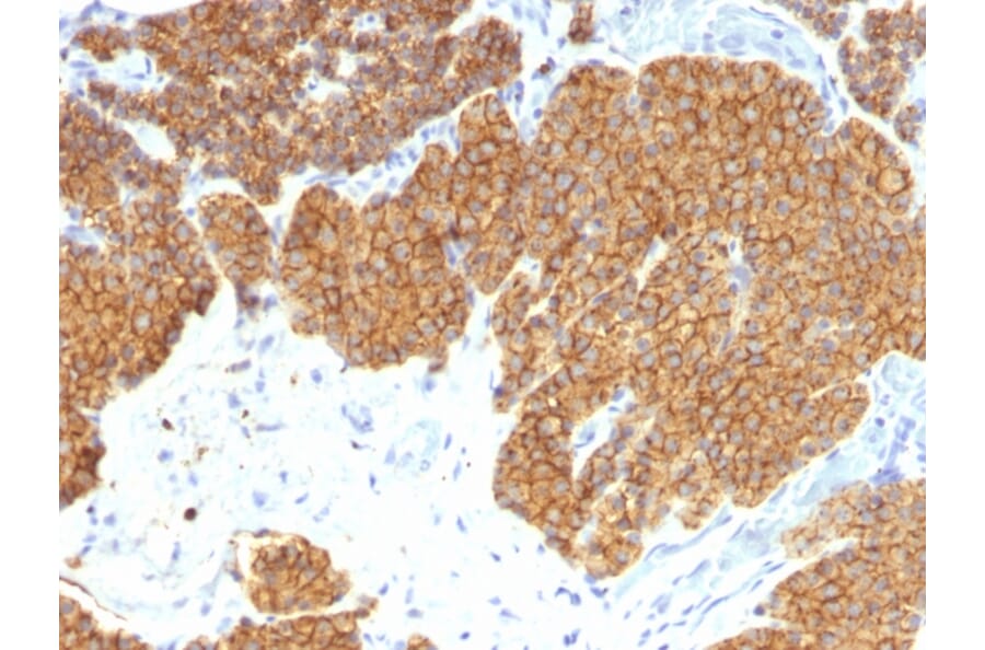 Immunohistochemistry - Anti-Parathyroid Hormone Antibody [3H9] (A249760) - Antibodies.com