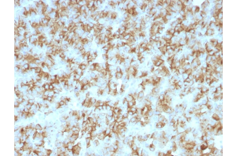 Immunohistochemistry - Anti-Parathyroid Hormone Antibody [PTH/911] (A249761) - Antibodies.com