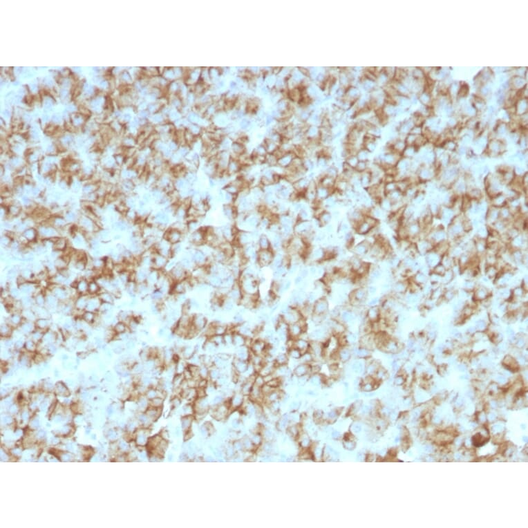 Immunohistochemistry - Anti-Parathyroid Hormone Antibody [PTH/911] (A249761) - Antibodies.com