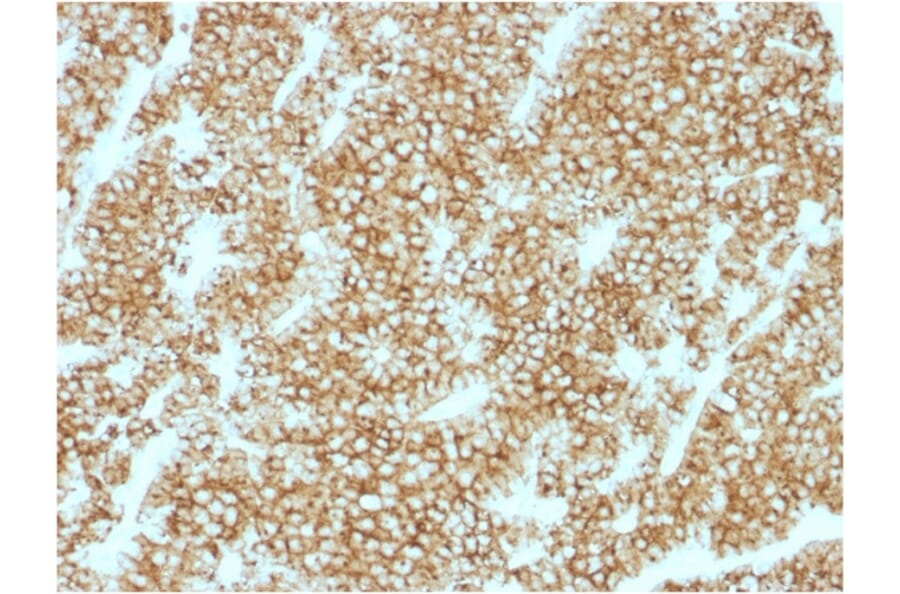 Immunohistochemistry - Anti-Parathyroid Hormone Antibody [PTH/1717R] (A249769) - Antibodies.com