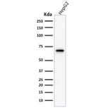 Western Blot - Anti-COX2 Antibody [COX2/1941] (A249772) - Antibodies.com
