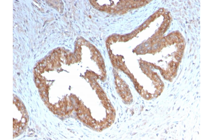 Immunohistochemistry - Anti-COX2 Antibody [COX2/3232R] (A249773) - Antibodies.com