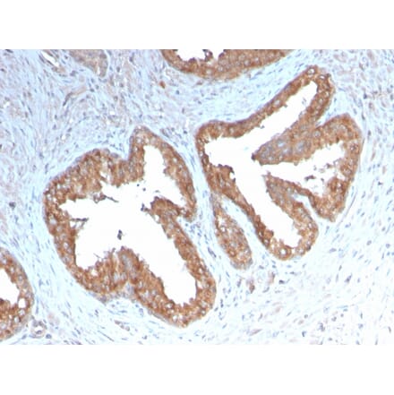 Immunohistochemistry - Anti-COX2 Antibody [COX2/3232R] (A249773) - Antibodies.com