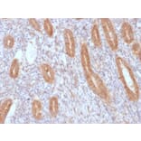 Immunohistochemistry - Anti-COX2 Antibody [COX2/3232R] (A249772) - Antibodies.com