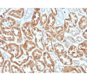 Immunohistochemistry - Anti-COX2 Antibody [COX2/3320R] (A249774) - Antibodies.com