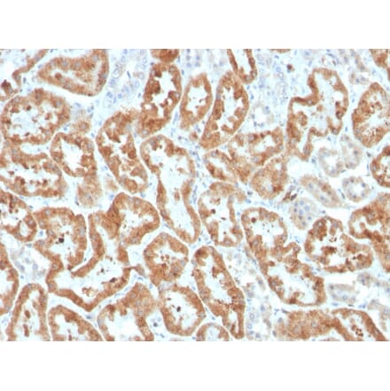 Immunohistochemistry - Anti-COX2 Antibody [COX2/3320R] (A249774) - Antibodies.com