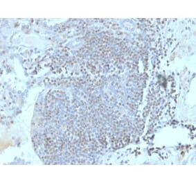 Immunohistochemistry - Anti-HOMEZ Antibody [PCRP-HOMEZ-1A5] (A249775) - Antibodies.com