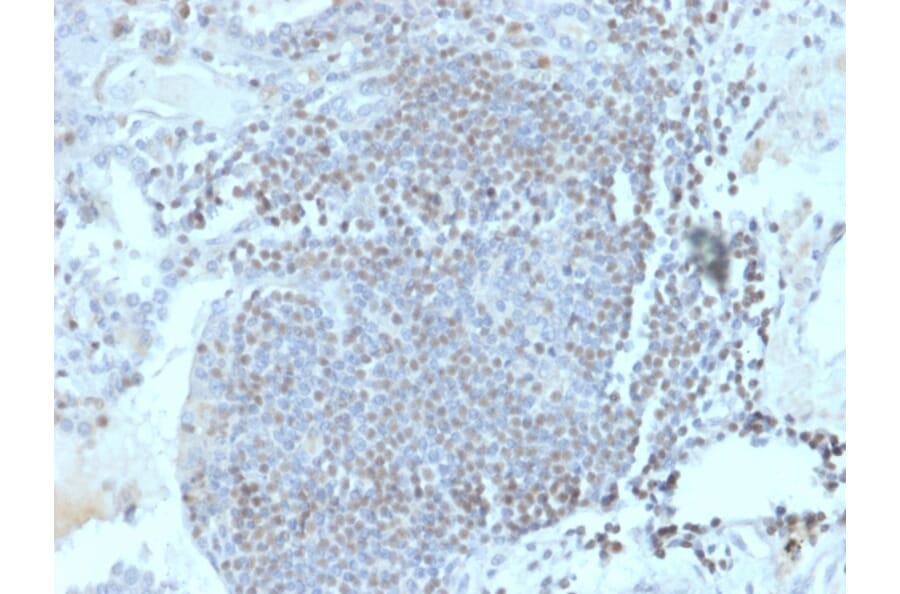 Immunohistochemistry - Anti-HOMEZ Antibody [PCRP-HOMEZ-1A5] (A249775) - Antibodies.com