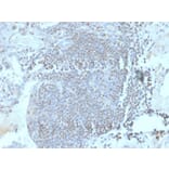 Immunohistochemistry - Anti-HOMEZ Antibody [PCRP-HOMEZ-1A5] (A249775) - Antibodies.com