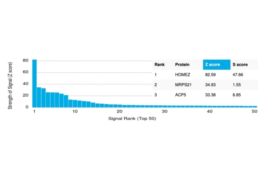 Protein Array - Anti-HOMEZ Antibody [PCRP-HOMEZ-1A5] (A249774) - Antibodies.com