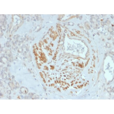 Immunohistochemistry - Anti-HOMEZ Antibody [PCRP-HOMEZ-1B5] (A249776) - Antibodies.com