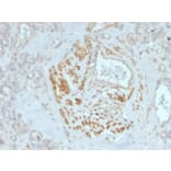 Immunohistochemistry - Anti-HOMEZ Antibody [PCRP-HOMEZ-1B5] (A249776) - Antibodies.com