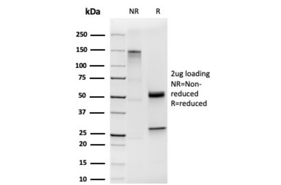 SDS-PAGE - Anti-HOMEZ Antibody [PCRP-HOMEZ-1B5] (A249776) - Antibodies.com