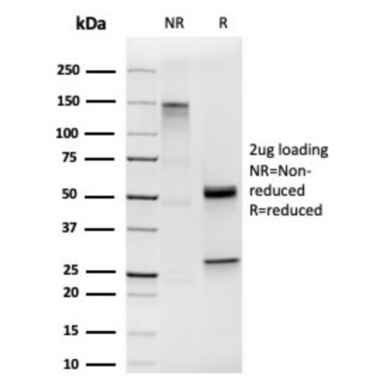 SDS-PAGE - Anti-HOMEZ Antibody [PCRP-HOMEZ-1B5] (A249776) - Antibodies.com