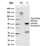SDS-PAGE - Anti-HOMEZ Antibody [PCRP-HOMEZ-1B5] (A249776) - Antibodies.com
