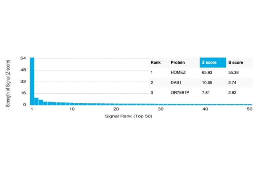 Protein Array - Anti-HOMEZ Antibody [PCRP-HOMEZ-1B5] (A249775) - Antibodies.com