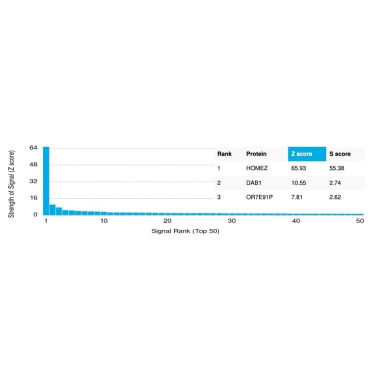 Protein Array - Anti-HOMEZ Antibody [PCRP-HOMEZ-1B5] (A249775) - Antibodies.com