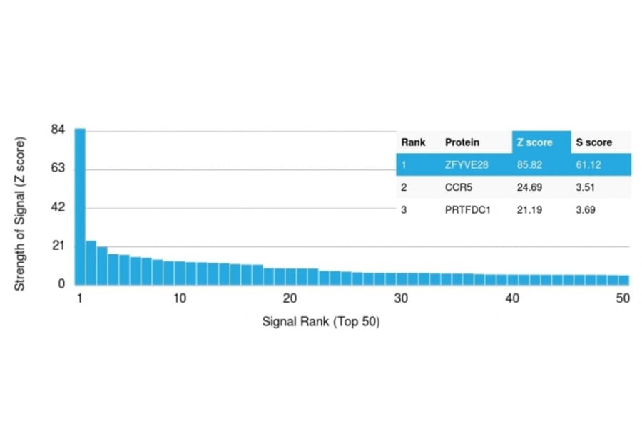 Protein Array - Anti-ZFYVE28 Antibody [LST2/2426] (A249776) - Antibodies.com