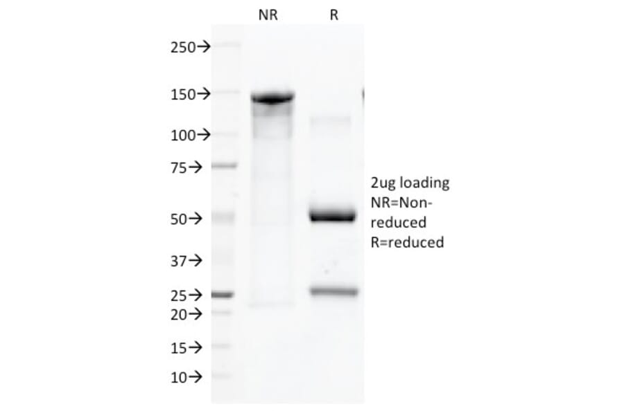 SDS-PAGE - Anti-CD45 Antibody [136-4B5] (A252995) - Antibodies.com