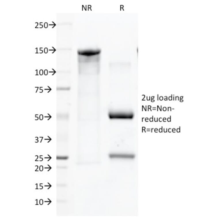 SDS-PAGE - Anti-CD45 Antibody [136-4B5] (A252995) - Antibodies.com
