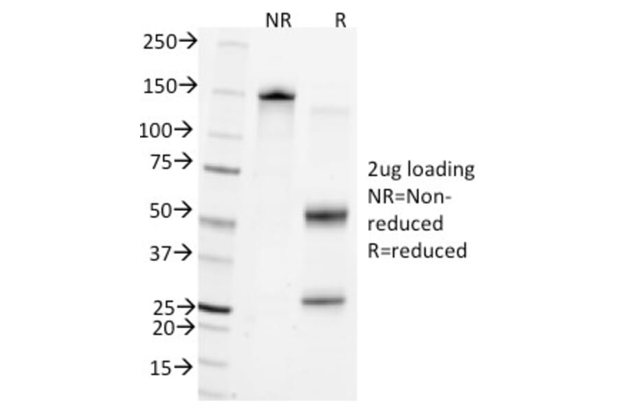 SDS-PAGE - Anti-CD45 Antibody [Bra55] (A249782) - Antibodies.com