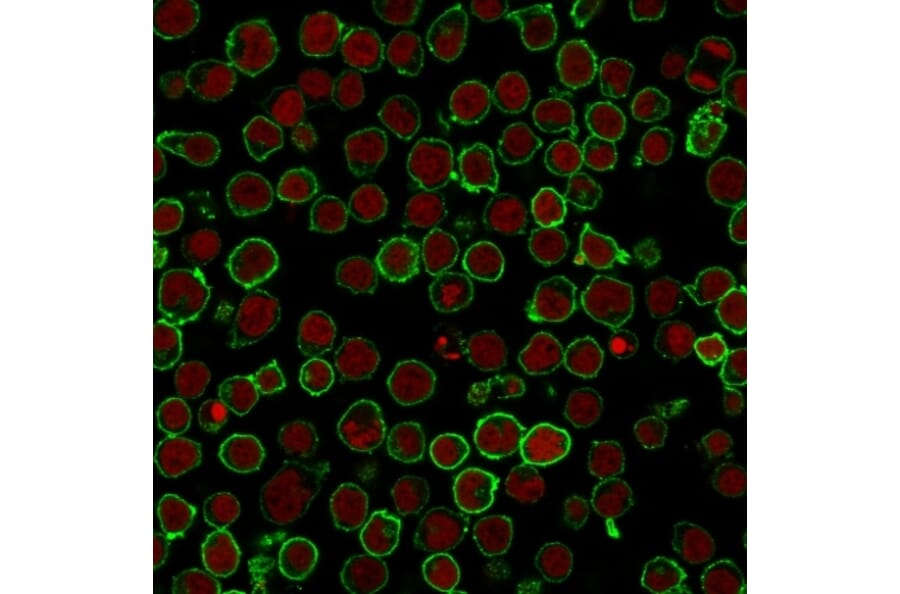 Immunofluorescence - Anti-CD45RO Antibody [190-2F2.5] (A249783) - Antibodies.com