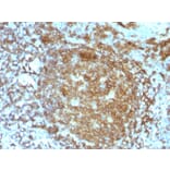 Immunohistochemistry - Anti-CD45RA Antibody [PTPRC/818] (A249785) - Antibodies.com