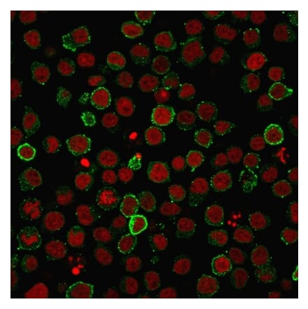 Immunofluorescence - Anti-CD45RA Antibody [PTPRC/818] (A249785)