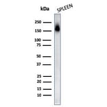 Western Blot - Anti-CD45RA Antibody [PTPRC/818] (A249785) - Antibodies.com